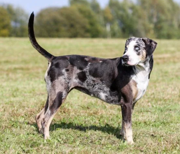 American Leopard Hound